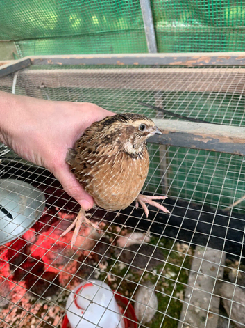 Male quails