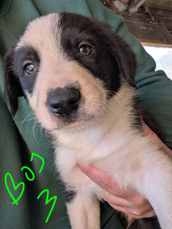 5 border collie puppies