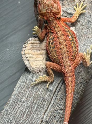 Red monster bearded dragons