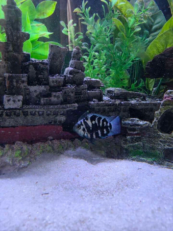 blue polar parrots Cichlid