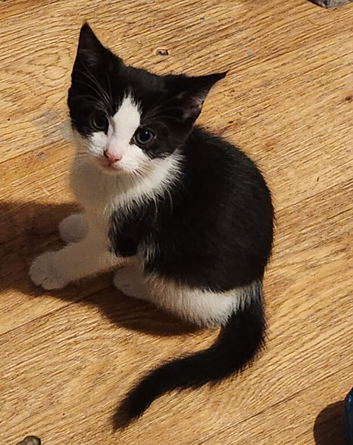4 beautiful kittens for sale