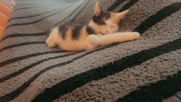 Georgeous calico little girl