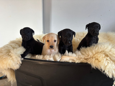 Beautiful Labradors Girls&Boys