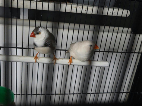 Pair of zebra finches