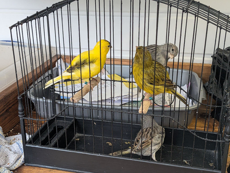 2026 fife canaries for sale