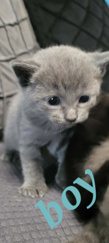 Beutiful kittens