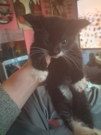 Kittens ready to leave