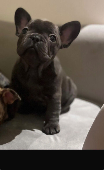 1 gorgeous blue boy left