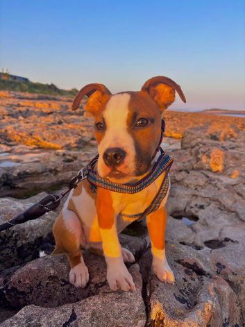 6 month old American Bulldog male puppy
