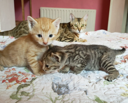 Ginger Charcoal Grey Bengal X kittens
