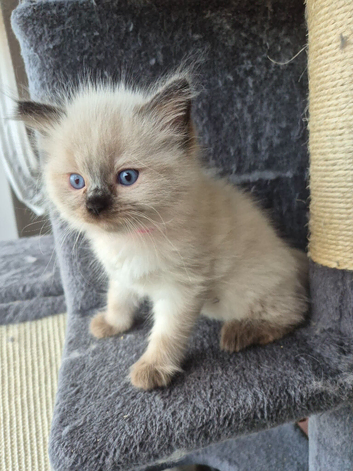 Ragdoll kittens ready for there new homes