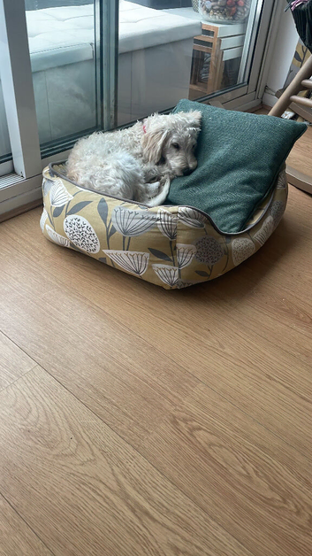 Stunning 7 months old Yorkiepoo