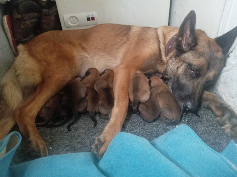 Belgian malinois pups for sale
