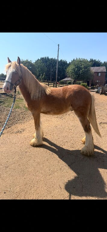 Stunning chestnut cob