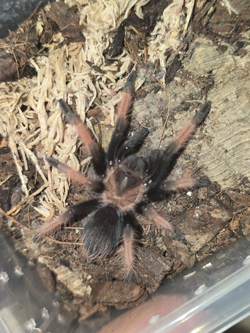 Tarantulas