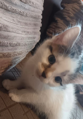 6 kittens for sale.