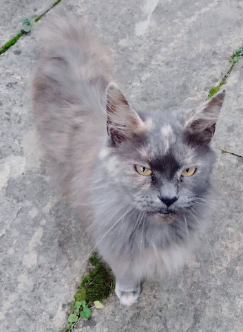 Maine Coon Grey
