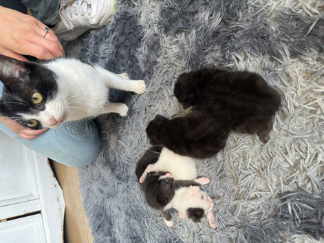 Baby kittens for sale