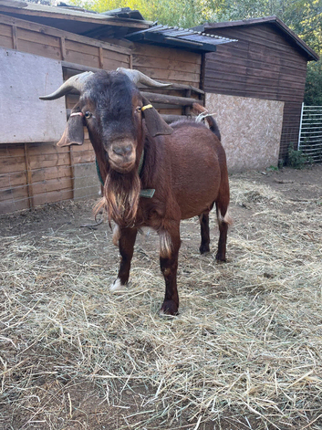 Boer billy 2 years old