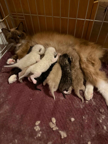 Ragdoll cross 9 weeks READY TO GO