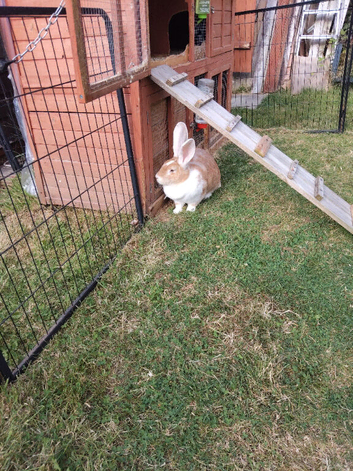 Adults females continental giant rabbits