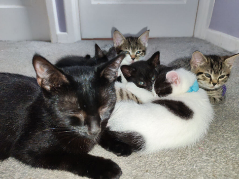 Boy kittens ready to leave their mum forr their new home,