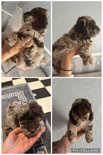Beautiful f1b cockapoo puppy's for sale