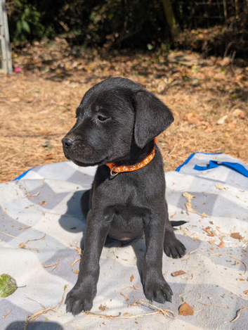 Labrador x rottweiler pups