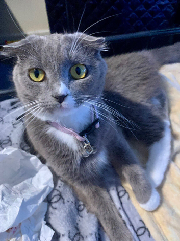 12 Month Old Scarlet The Scottish Blue Fold Female