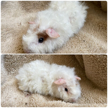 Pair of bonded gorgeous boys