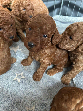 Stunning Red F1BB Labradoodle Puppies