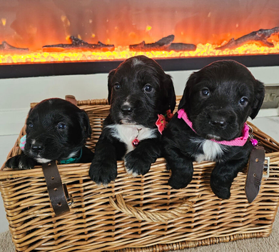 Cocker spaniel puppies