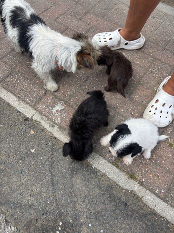 shih tzu / jackrussel