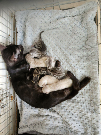 Savannah bengal kittens
