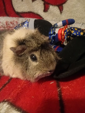Girl guinea pig