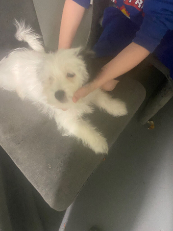7 month old puo