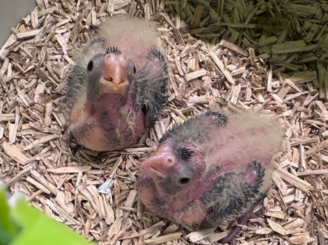 Adorable hand reared cockatiels