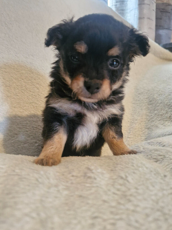 3 stunning pomchi puppies
