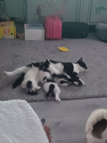 3 x kittens