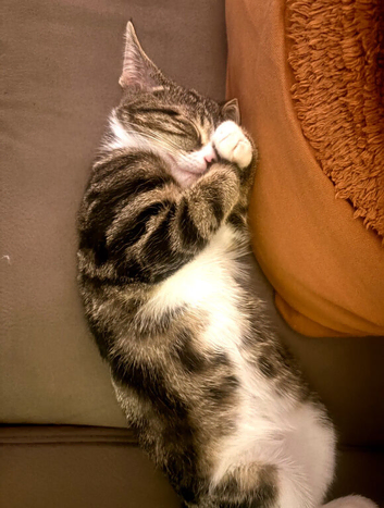Lovely female kitten 9 months old