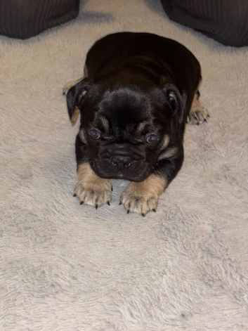 5 weeks old French bull dogs