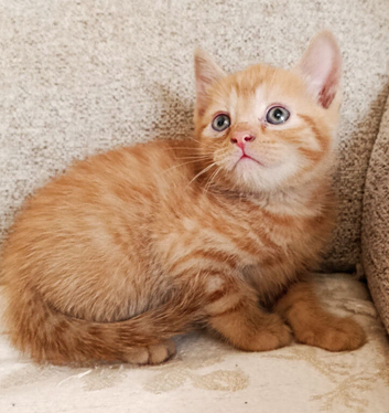 Beautiful kittens