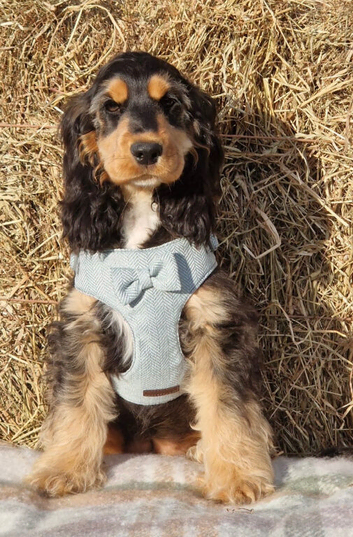 KC Show Cocker Spaniel