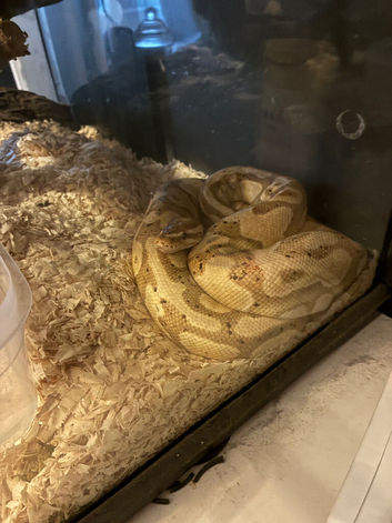 Ball python