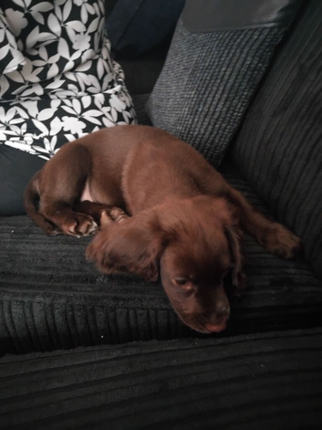 Cocker spaniel