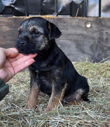KC reg Border Terrier