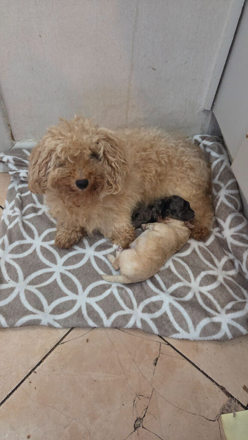 1 beautiful toy poodle left