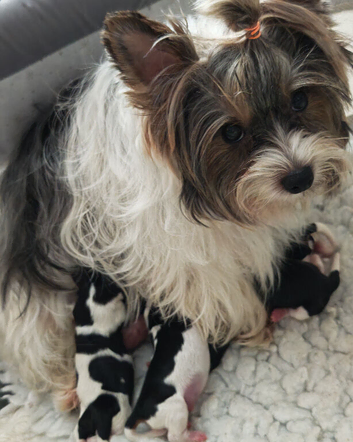 biewer terrier puppies ( small)