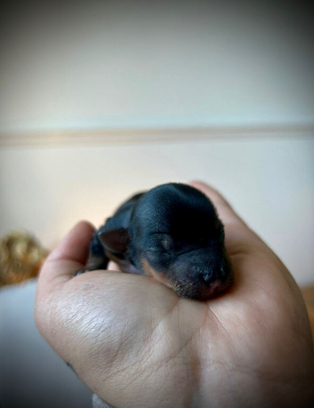 ONLY TWO BOYS AVAILABLE - Toy Yorkshire Terriers
