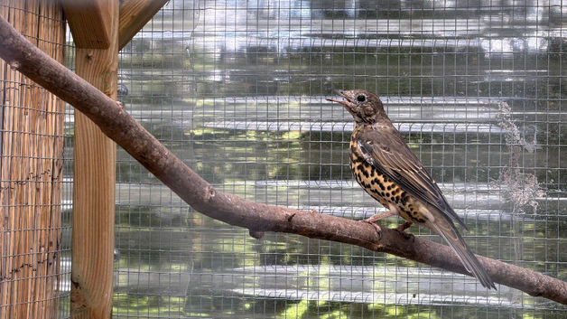 pair Mistle thrushes